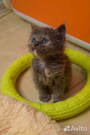 Котенок Санти (девочка)