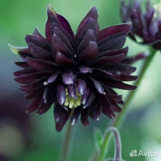 Аквилегия. Набор семян