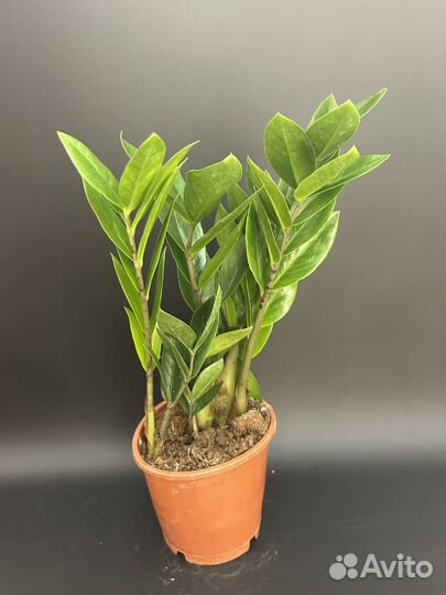 Замиокулькас