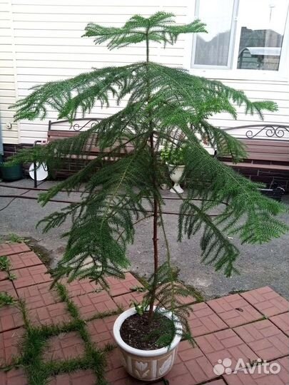 Араукария (комнатная ель)