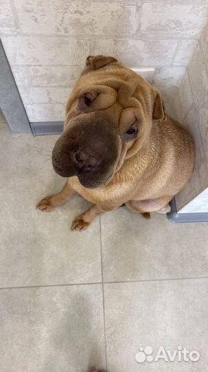 Шарпей Девочка