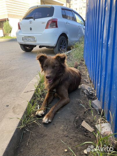 Собака цвет шоколад