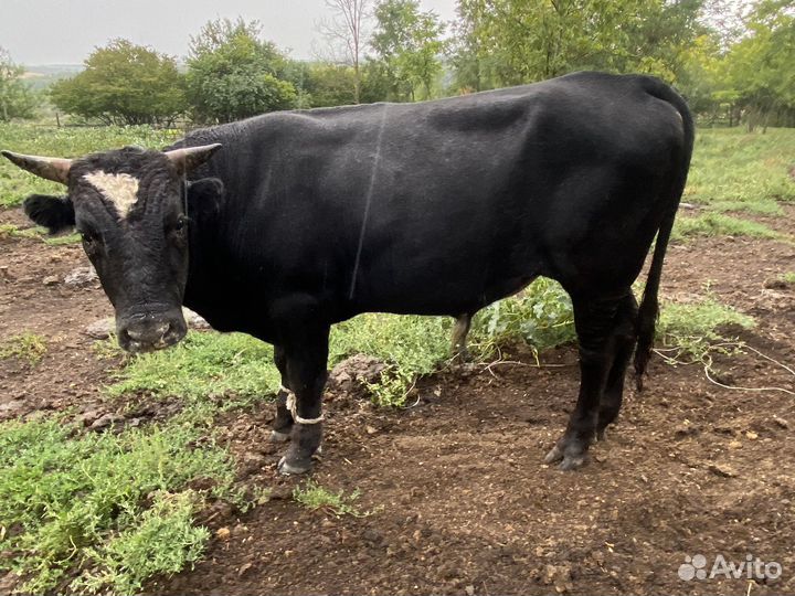 Бычки и быки