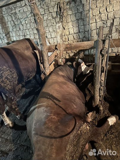 Бычки на мясо