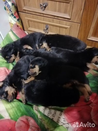 Собаки щенки ротвейлер