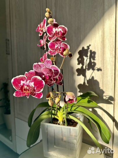 Орхидея фаленопсис Phal. Asian Pearl