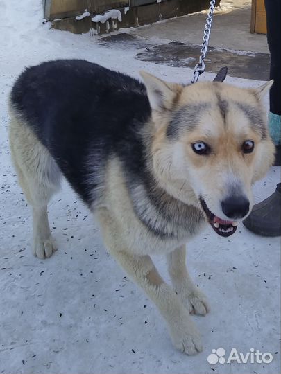 Сибирский хаски метис