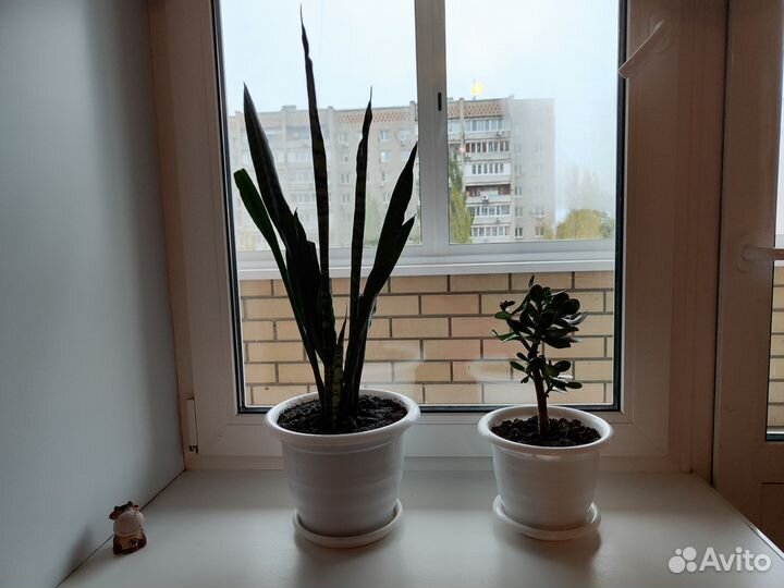 Сансевиерия, крассула