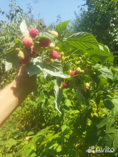 Малина ремонтантная