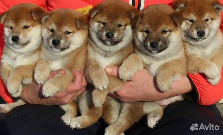 Щенки Сиба шиба ину