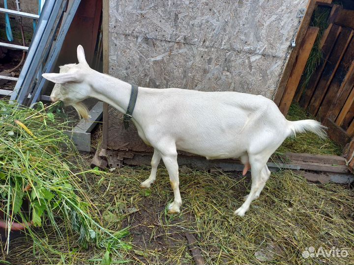 Продаются коза и козлик