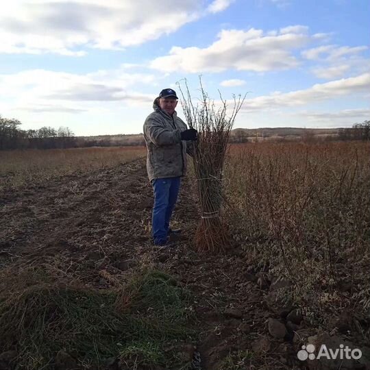 Акация белая тополь вяз липа ясень