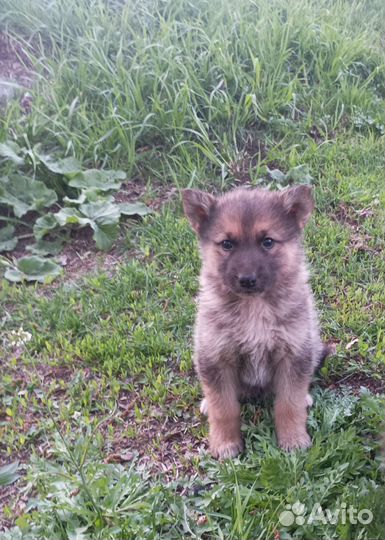 Продам щенков