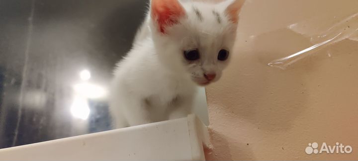 Котенок в добрые руки