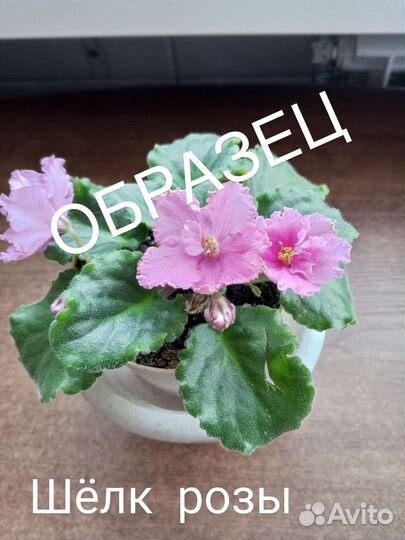 Сортовые фиалки