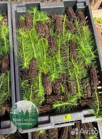 Сосна зкс окс сеянцы Ель Лиственница Голуб Горная