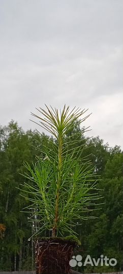 Сеянцы сосны обыкновенной зкс
