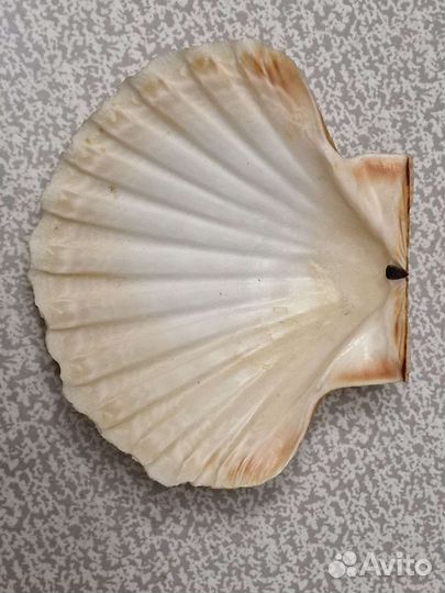 Морские ракушки раковины