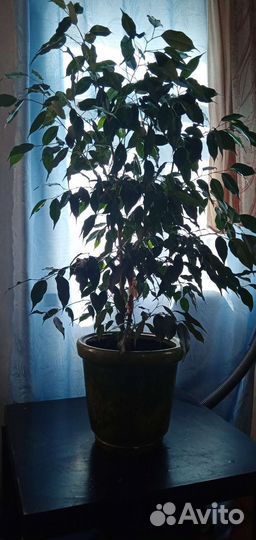Фикус бенджамина высокий