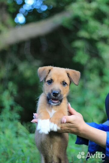 Маленькая собака в добрые руки бесплатно