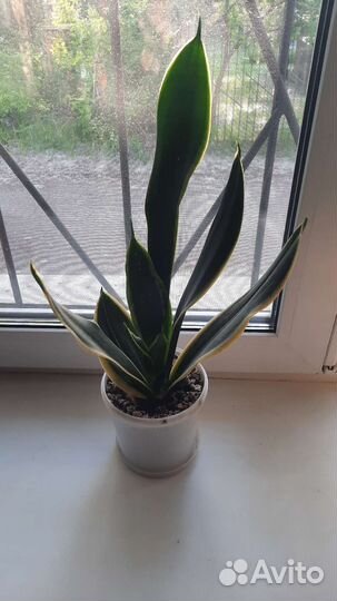 Сансевиерия