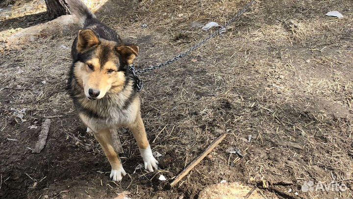 Собака в добрые руки отдам бесплатно
