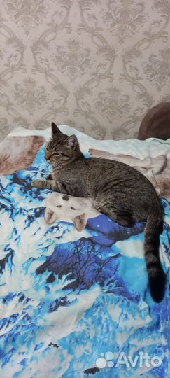 Отдам котика