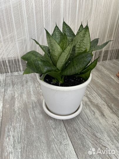 Сансевиерия