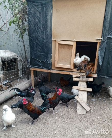 Петушки бентамки