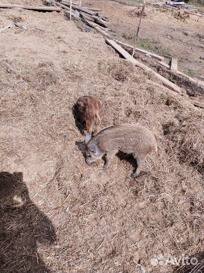 Дикий кабан