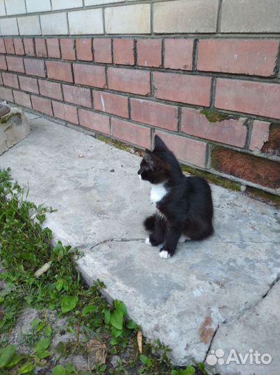 Кошечка в добрые руки