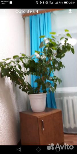 Чайная роза