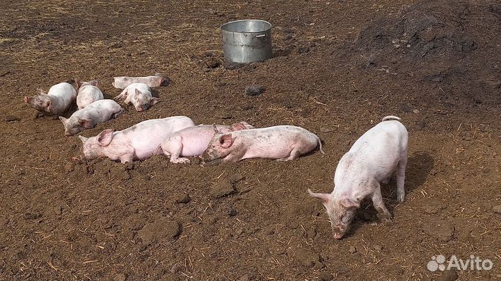 Поросята