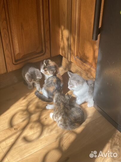 Отдам ласковых котят в хорошие руки