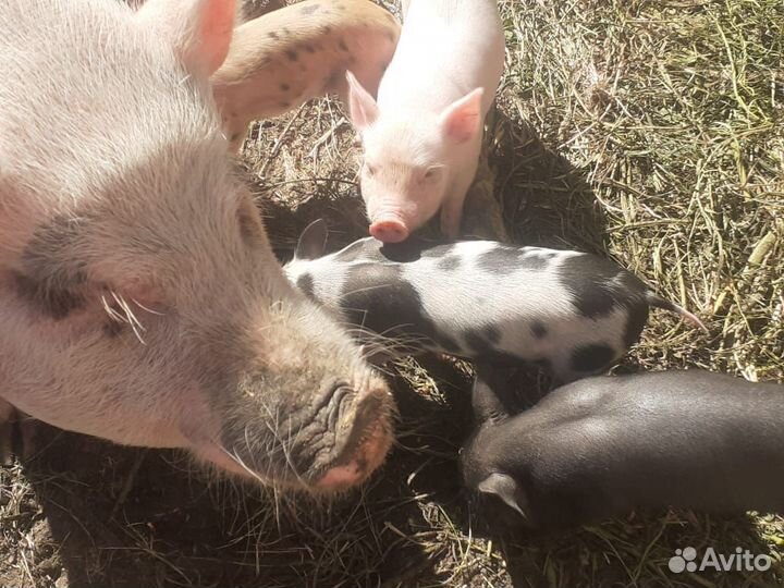 Поросята