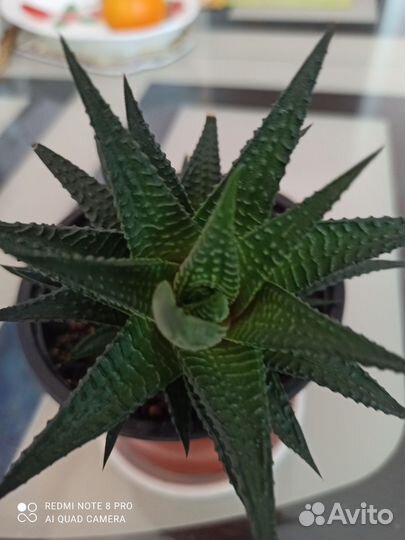 Комнатные цветы