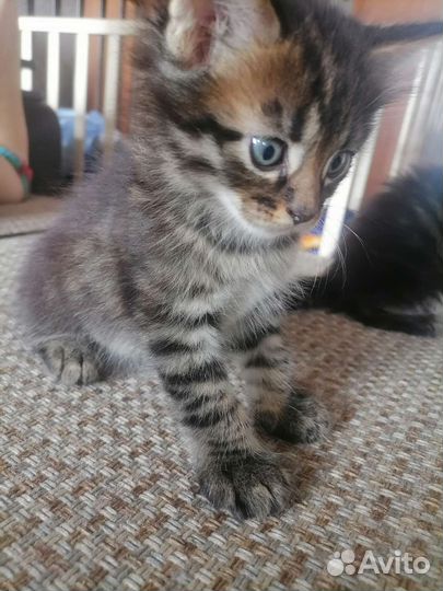 Котята от мейкуна
