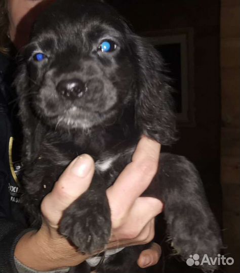 Щенки метисы кокер спаниеля