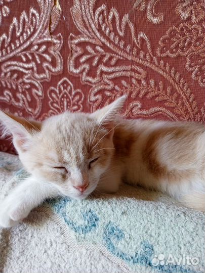 Шотландская вислоухая