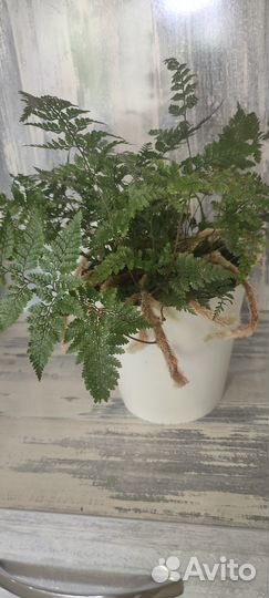 Бегония, Калатея, Давалия, Кордилина, Хатиора