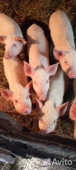 Поросята