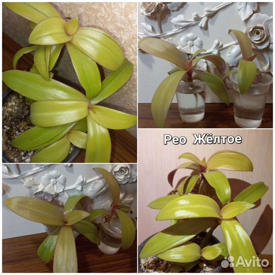 Суккуленты, крассулы, традесканции, колеусы