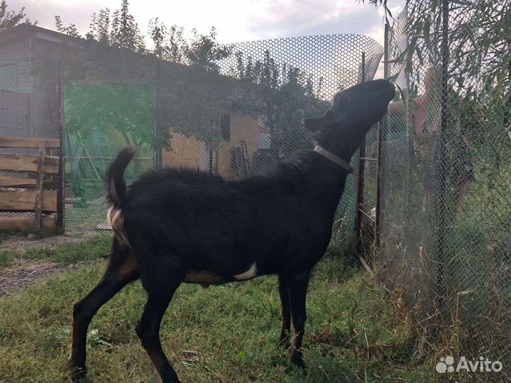 Нубийский козел