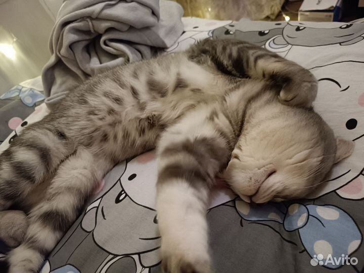 Отдам кота в добрые руки