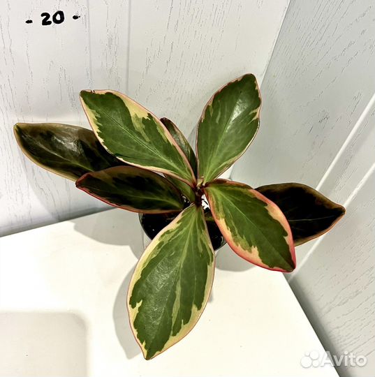 Пеперомия Джелли