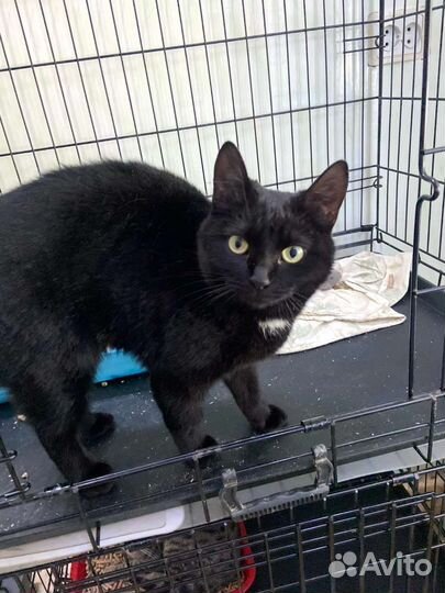 Кошка Ночка в добрые руки