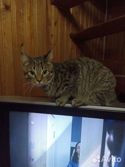 Кот полосатый