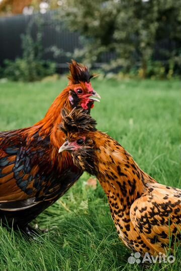 Павловское золото. цыплята в наличии
