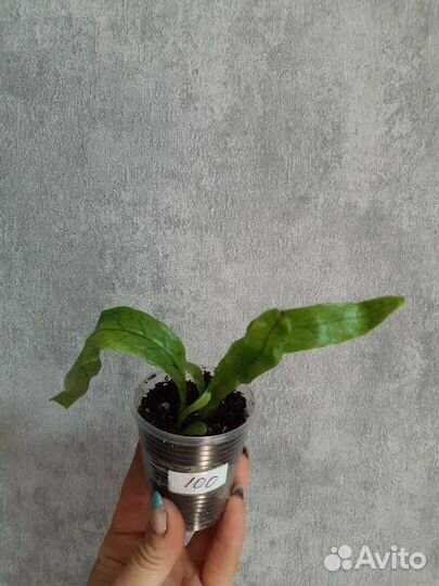 Микросорум крокодил,маранта,фолодендрон