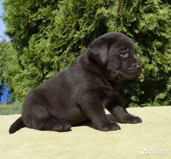 Щенки лабрадора